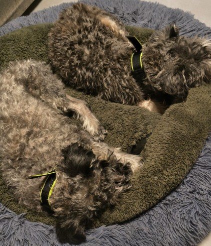 Collar PET FIR
