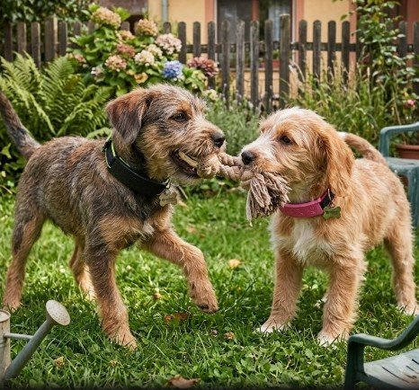 Collar PET FIR